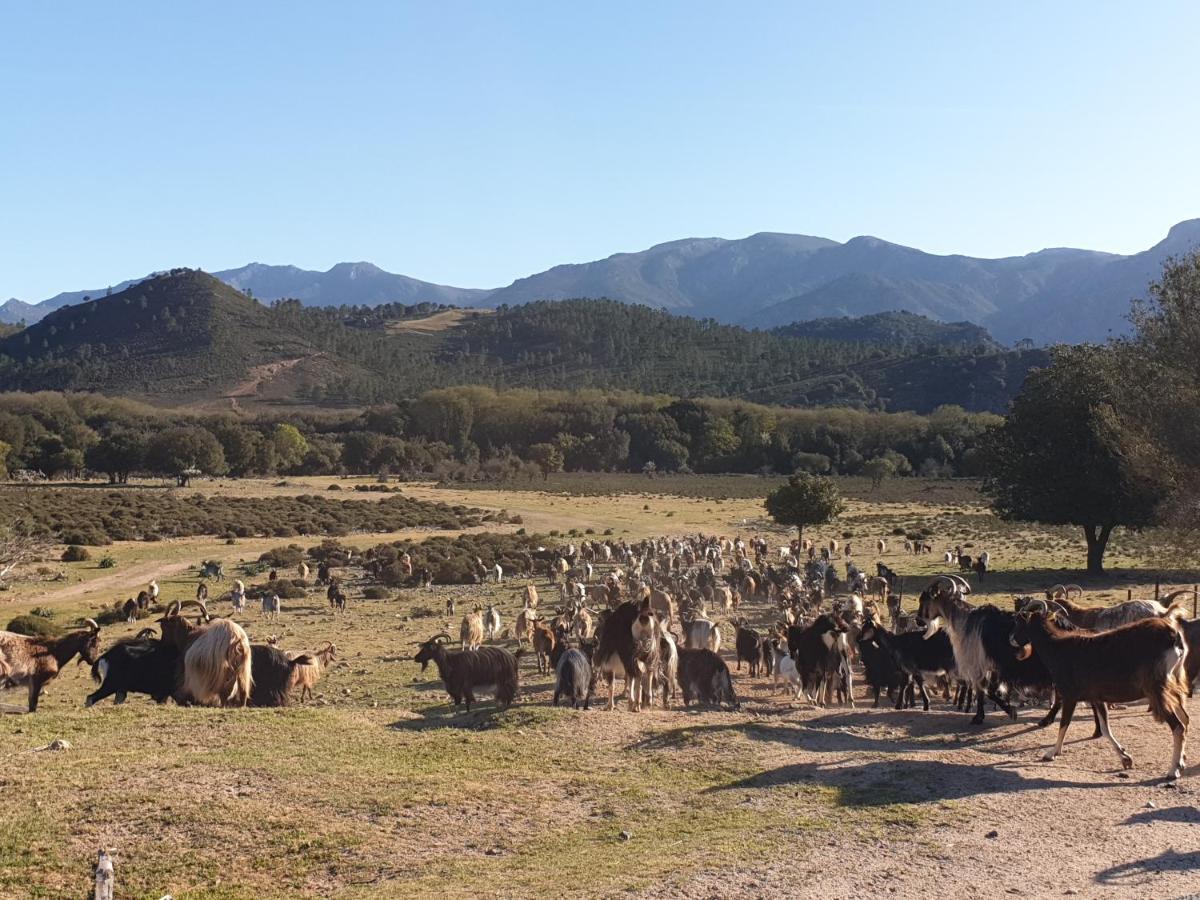 Вилла Domaine U Filanciu - Casa Chiara - Centru Di Corsica Moltifao Экстерьер фото